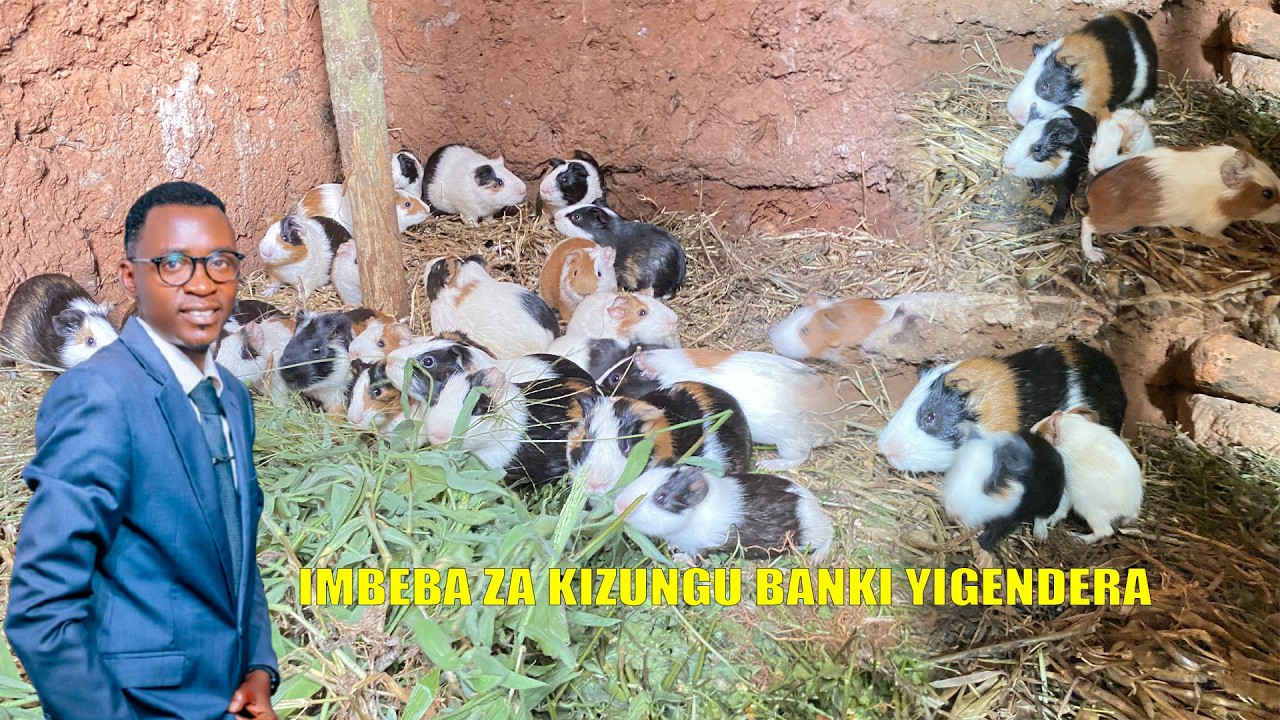 #UBWOROZI BW'IMBEBA “Ubworozi bw’Imbeba za Kizungu: Umushinga Muto Ubyara Miliyoni!”