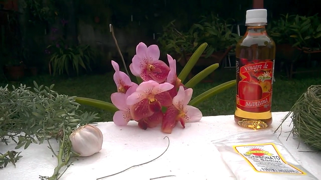 fungicidas y bactericida caseros para sus orquídeas,