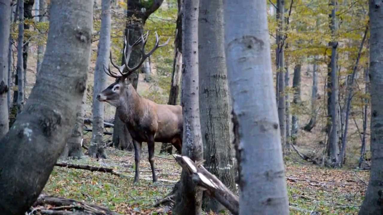 Rykowisko 2013 Bieszczady