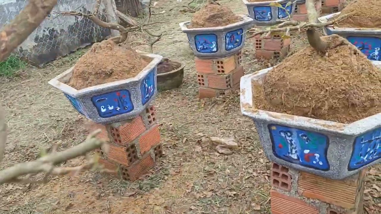 ae tham khảo c&aacute;ch ..thay đất .v&agrave; thay chậu. cho c&acirc;y mai v&agrave;ng