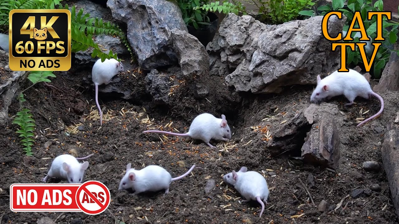 [NO ADS, NO AI] CAT TV Cinema 🐭 Massive White Mice Colony: Hollow Log Discovery - 4K 60FPS