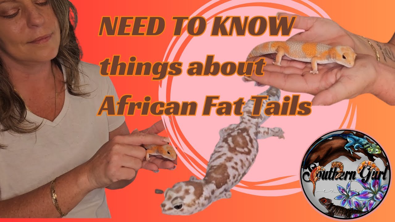 Things to Know BEFORE Getting an African Fat Tail gecko