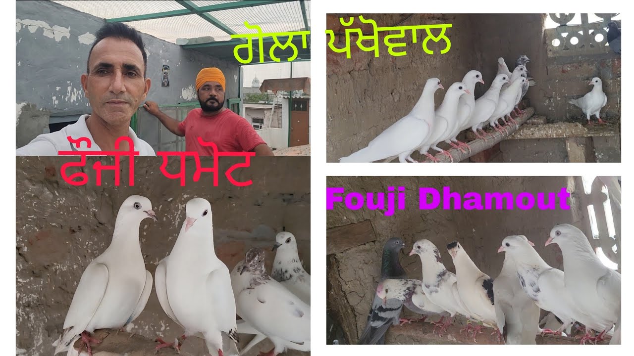 ਫੌਜੀ ਧਮੋਟ ਵਾਲੇ.. ਗੋਲਾ ਪੱਖੋਵਾਲ ਦੇ ਕਬੂਤਰ.. Gola pakhowal de kabooter..098883 06910