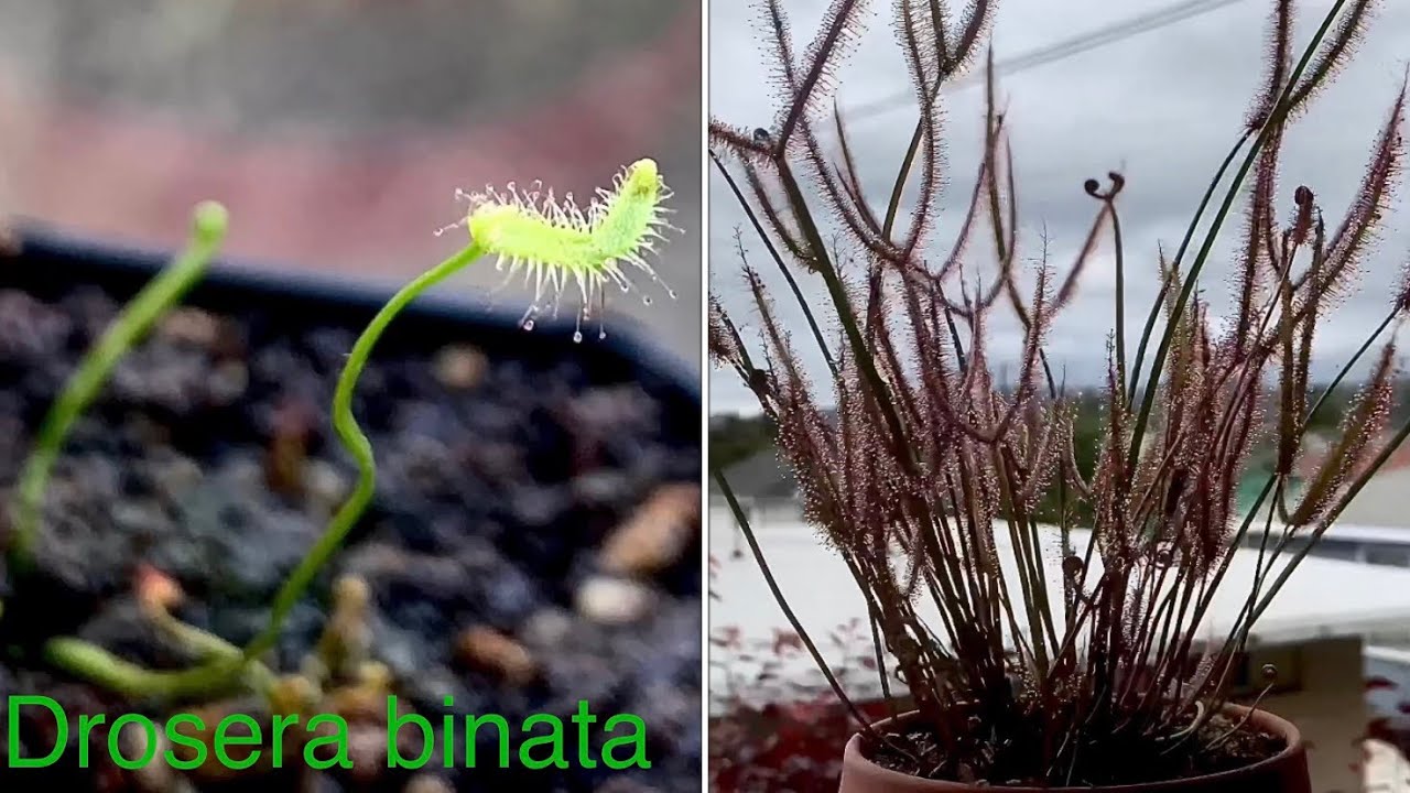 Drosera binata spring 2023 update