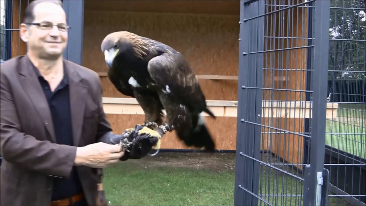 Golden Eagle - Steinadlerweib Lara