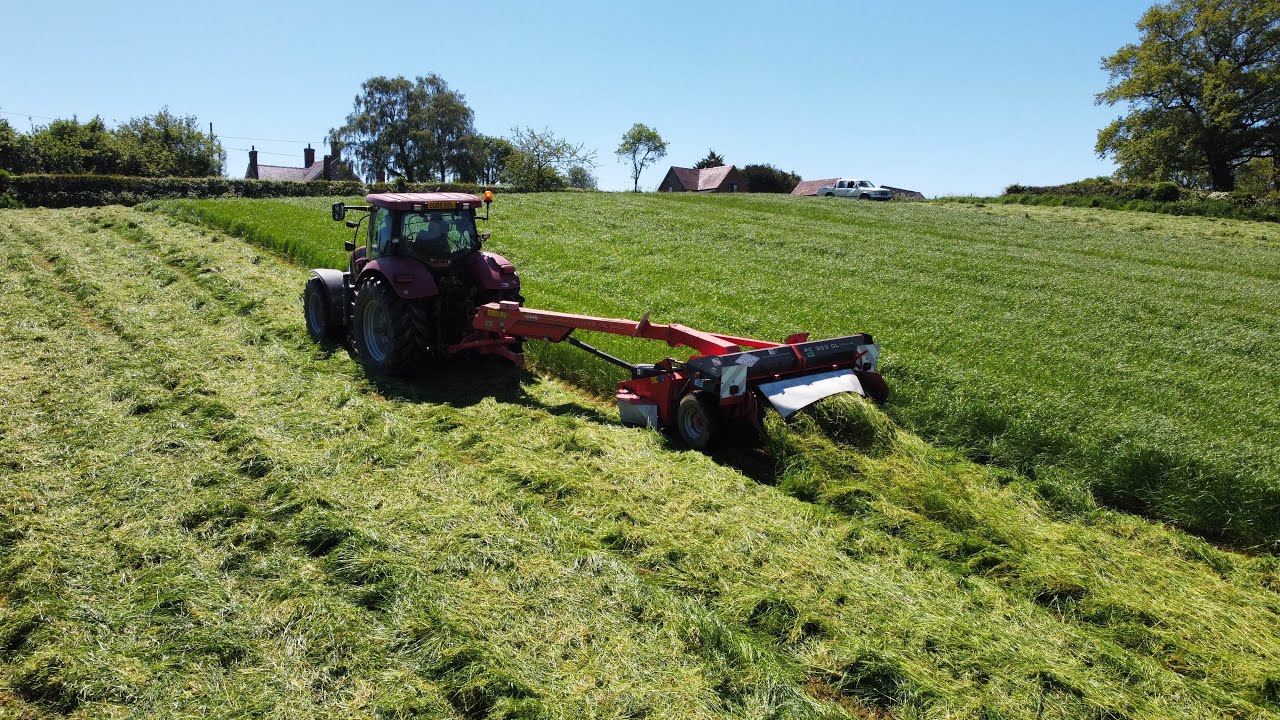 MOWING FIRST CUT GRASS SILAGE 2021! CASE PUMA+KUHN MOWER!