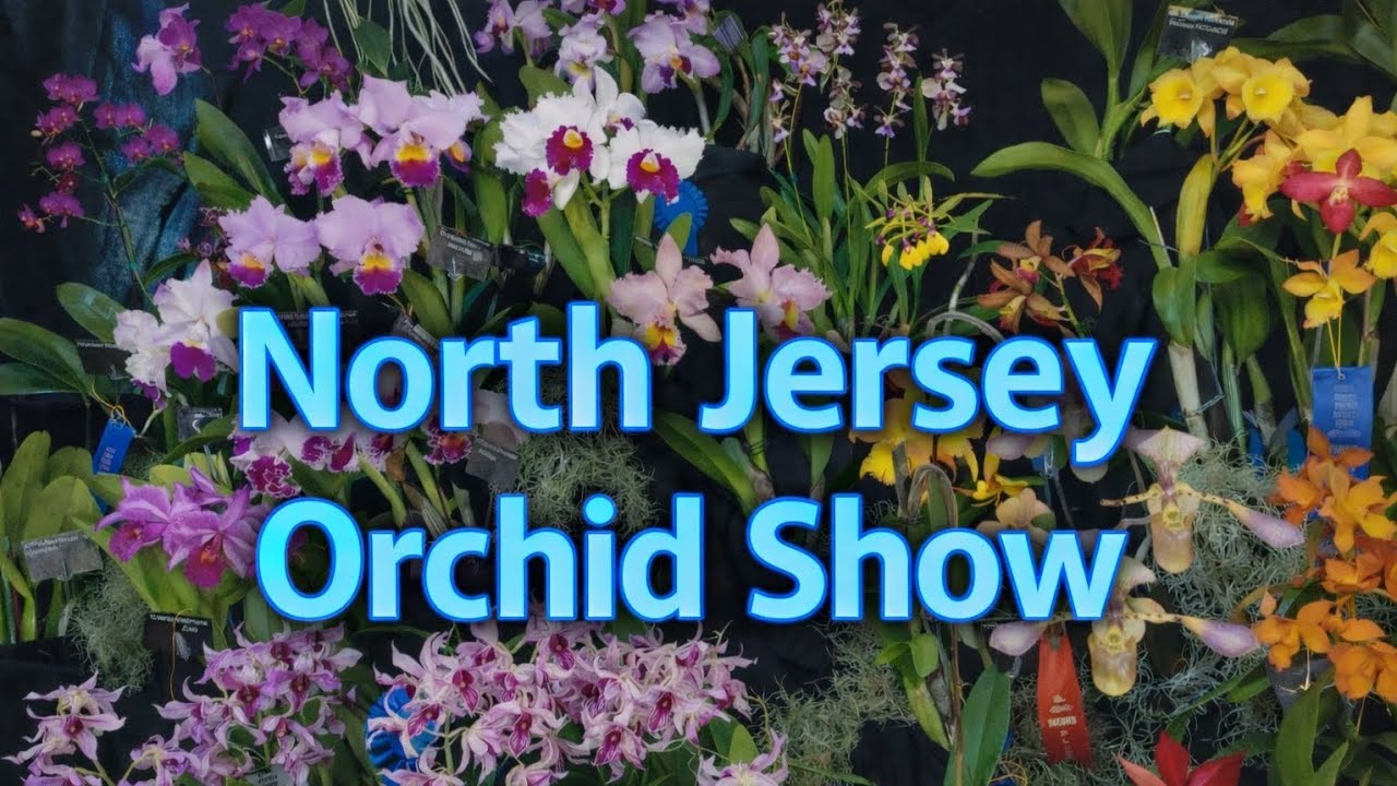 North Jersey Orchid Show 🌸 A Stunning Explosion of Color & Nature!