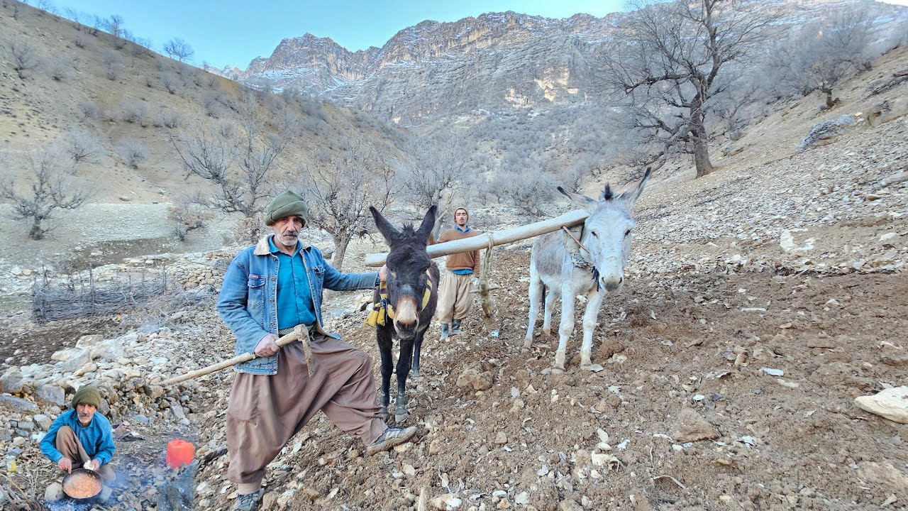 Real Life of Nomads | Traditional Nomadic Farming with a Donkey in the Heart of the Mountains ⛰️🌾