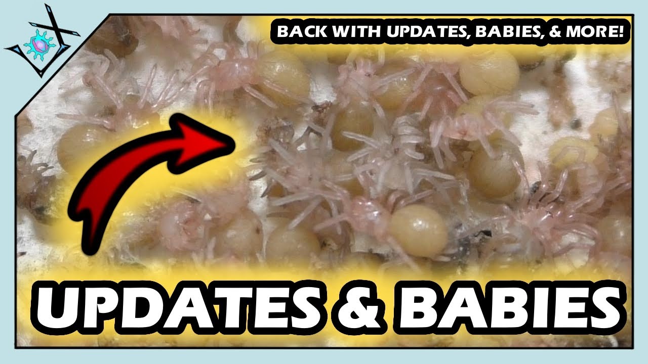 I'M BACK! Updates, BABIES, & EGGSAC!!!【Tarantula Update & More】