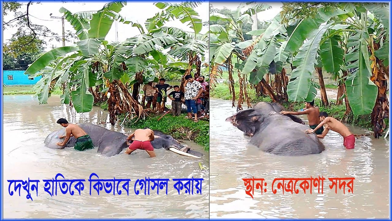 দেখুন হাতিকে কিভাবে গুসল করায় || স্থান: নেত্রকোণা সদর ||