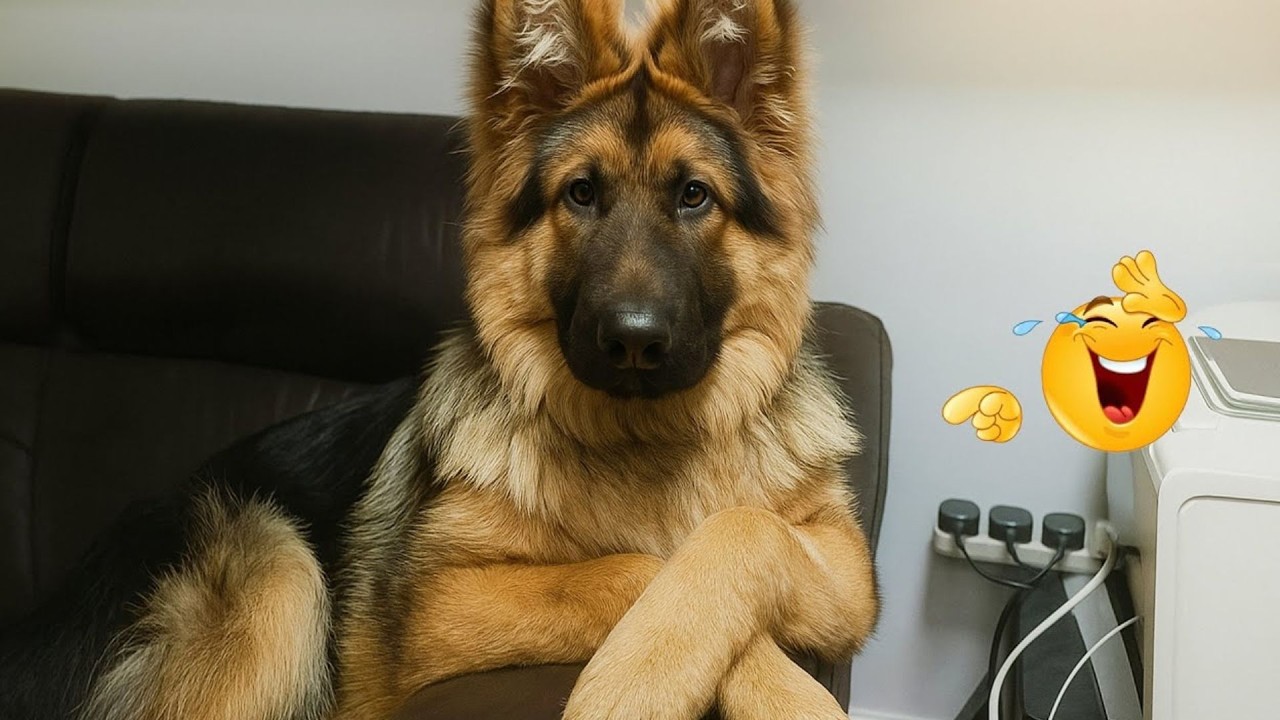 I Can’t Believe These Dogs Are Still This Funny 😂 Best Funny Dog Videos of 2026 🐶