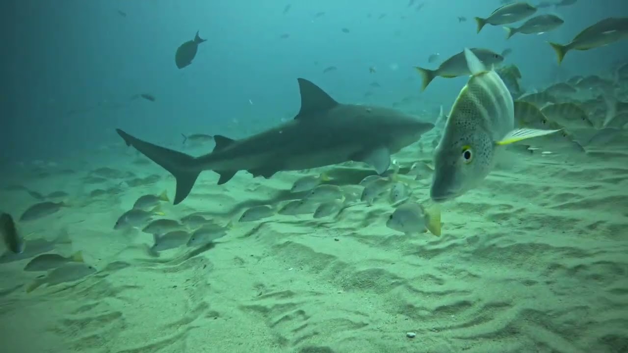 Buceo en Cabo Pulmo