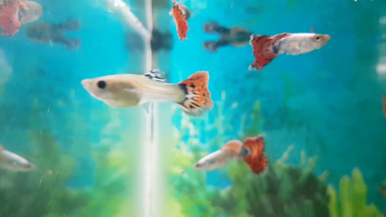 THƯ GI&Atilde;N C&Ugrave;NG HỒ C&Aacute; BẢY M&Agrave;U TUYỆT ĐẸP!