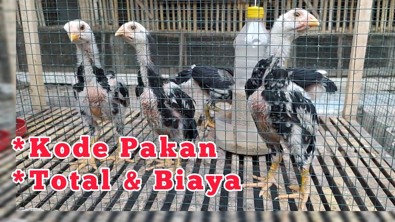 DARI 1 - 30 HARI: Yang paling mudah dalam merawat anak ayam