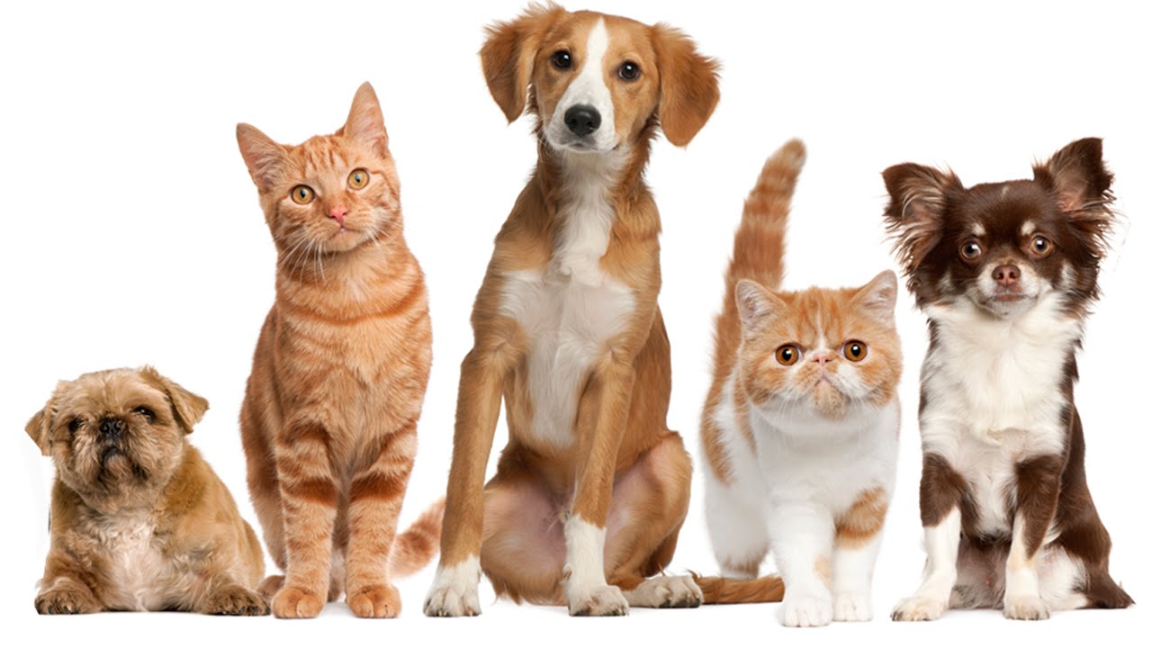 5 Gadgets Every PET Owner MUST Have #2