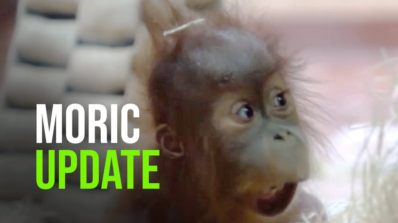 Checking in with Baby Móric, the Adventurous Orangutan