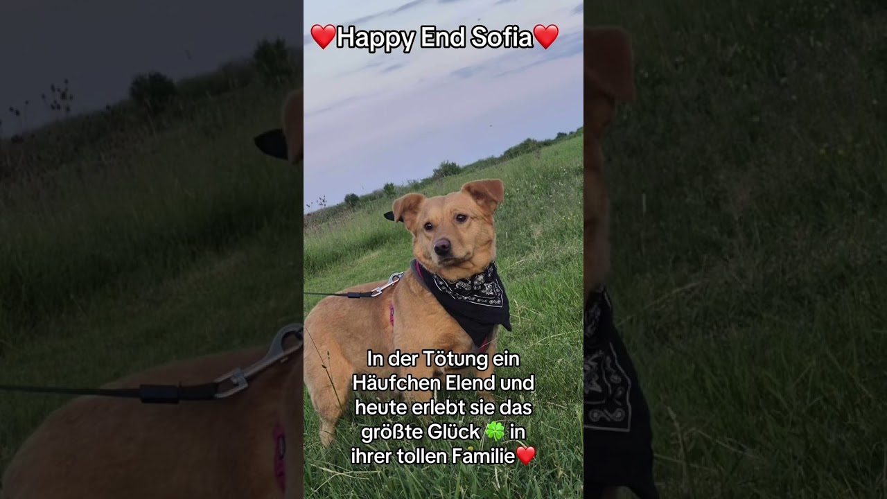 Happy End Sofia ❤️