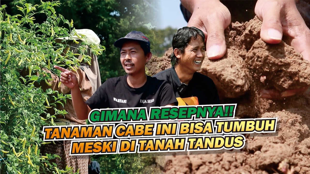 cara menanam cabe rawit dilahan tandus dengan hasil yang melimpah