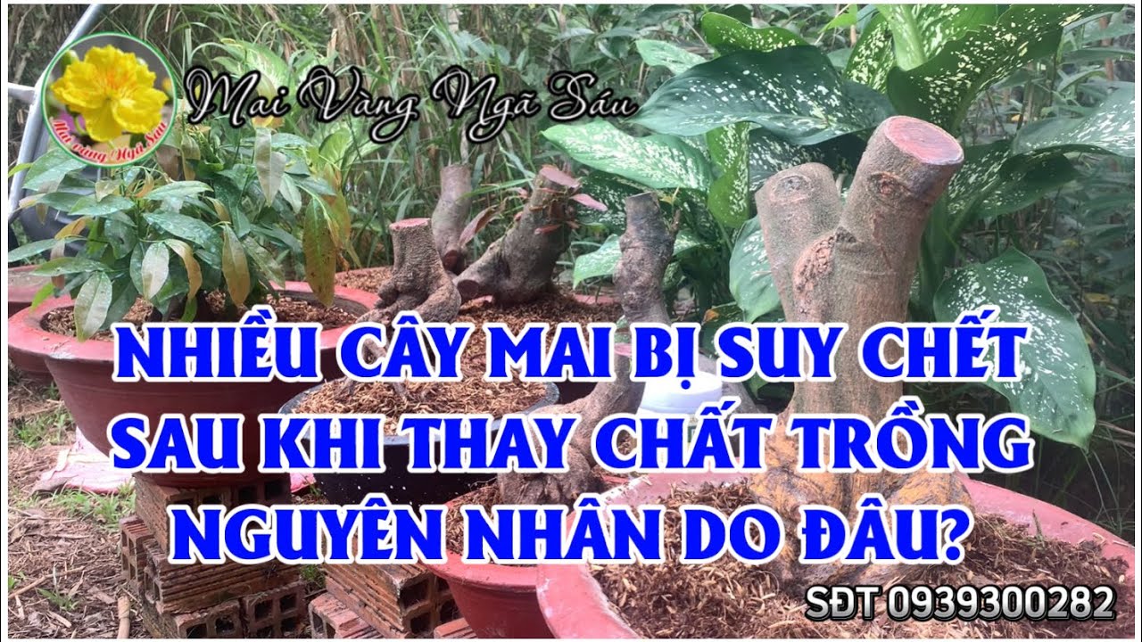 Nếu không muốn cây mai suy chết sau khi thay chất trồng thì phải biết nguyên nhân sau đây