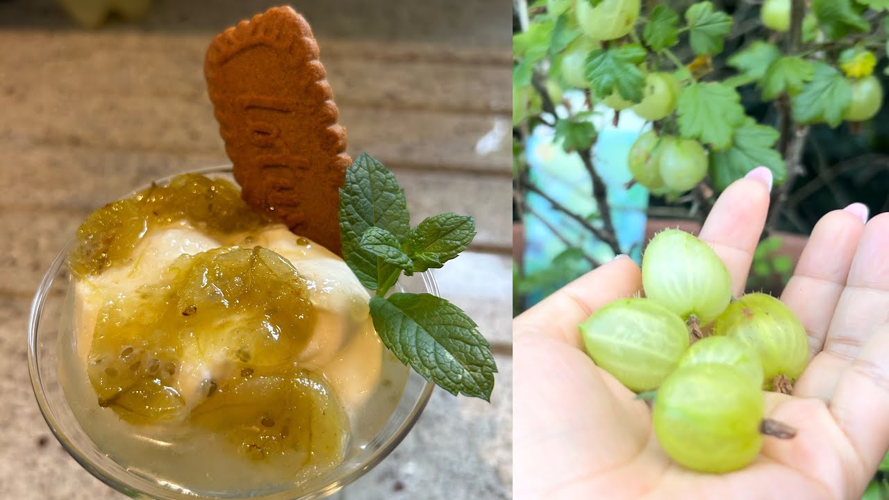 Gooseberry fool made from fresh gooseberry from our garden
