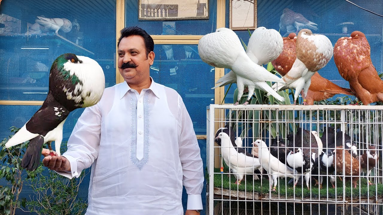 Gubara Kabootar ka bohat bara farm | Balloon Pigeon Biggest Farm | Norwich, Hessian pouter | Pigeon