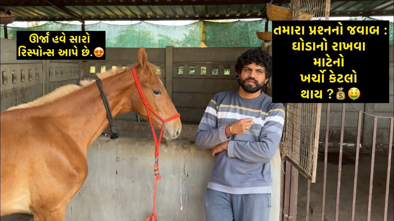 ઘોડા રાખવાનો ખર્ચ 💰😀 | Jay Sakariya | Horse care | Horse Love | Horse maintenance | RJ Jay | Enjoy