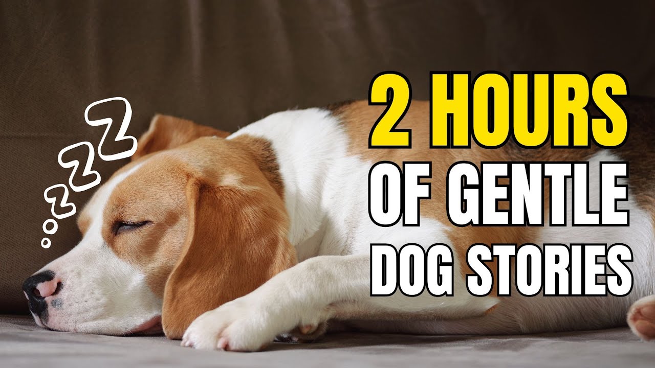 Dog Sleep Stories – 2 Hours of Relaxing Tales to Help You Sleep