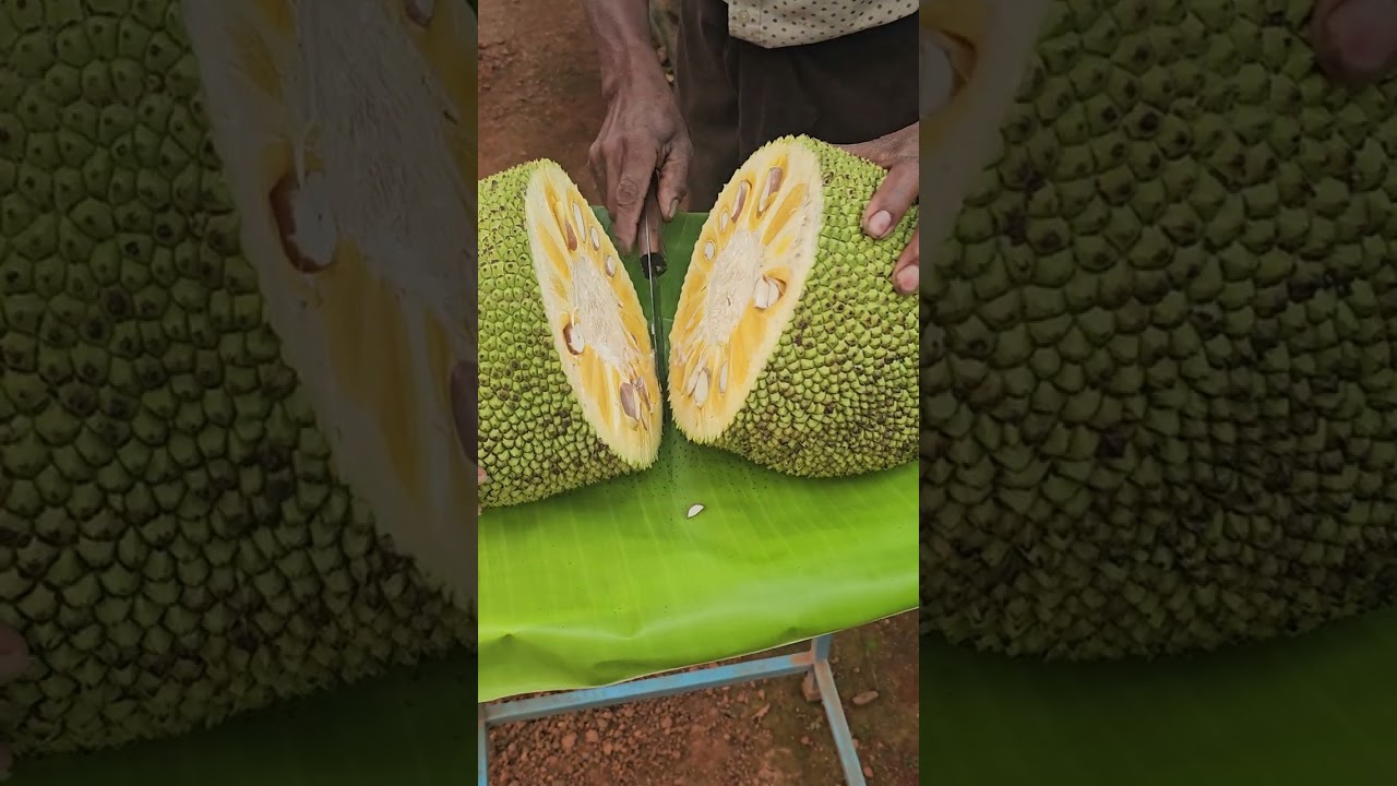 NEW VARIETY JACK FRUIT AYUR JACK FARM KURUMAL KUNNU VELUR THRISSUR 