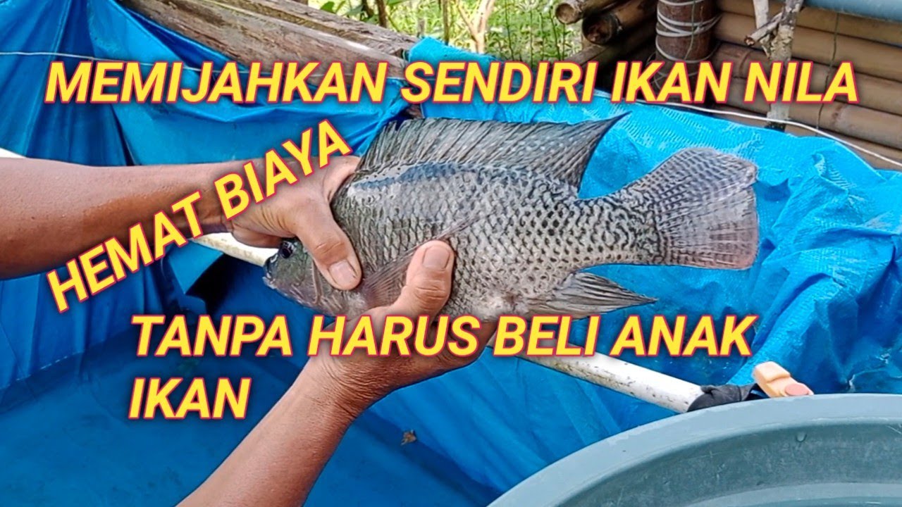 Cara memijahkan ikan nila di kolam terpal