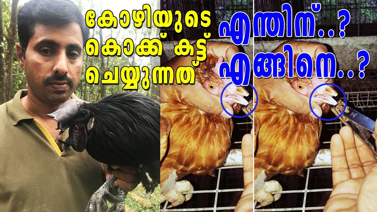 കോഴികളുടെ ചുണ്ട് മുറിക്കുന്നത് എന്തിന് | How to trim chicken beak | Chicken beak cutting malayalam
