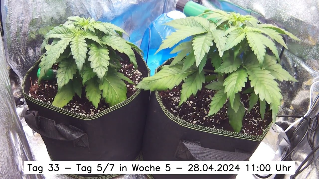 Royal Critical Auto & Northern Light Auto - Full Grow Timelapse