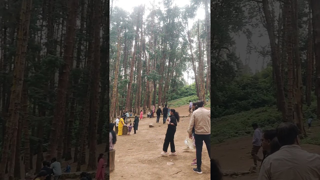 🌴 #pineforest #ooty #coolweather #nilagiriforms #forest #plssubcribe #coonoor #forestarea