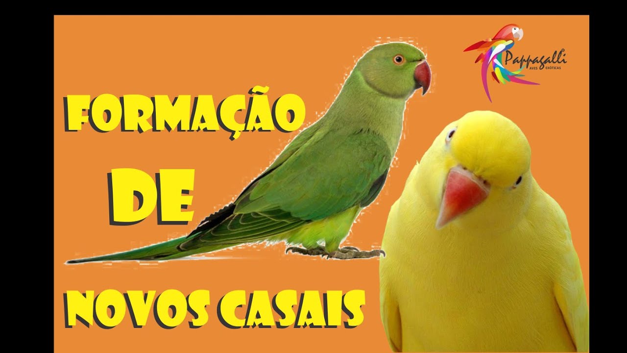 Formação de Casais de Ring Neck.
