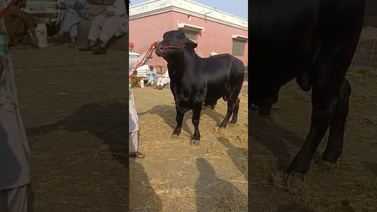 Multan Cow Mandi | Global Village Farming