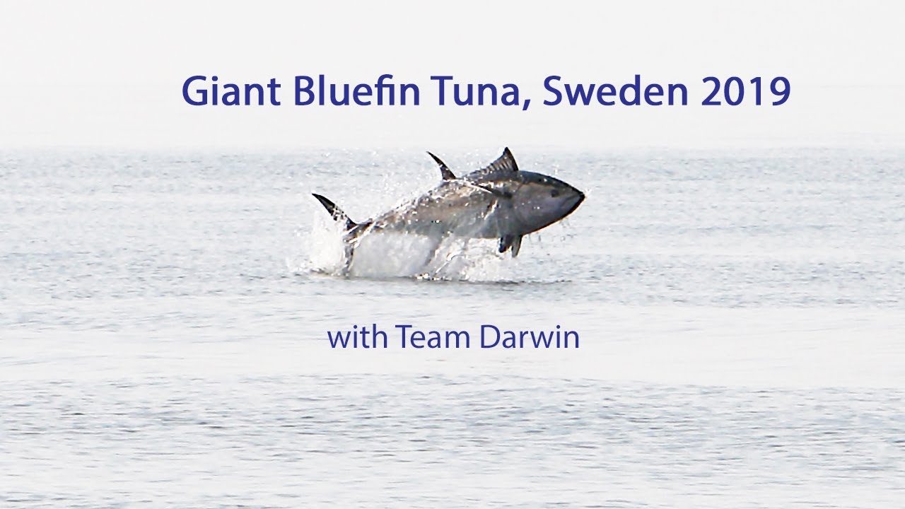 Giant Bluefin Tuna, Sweden 2019 - with team Darwin