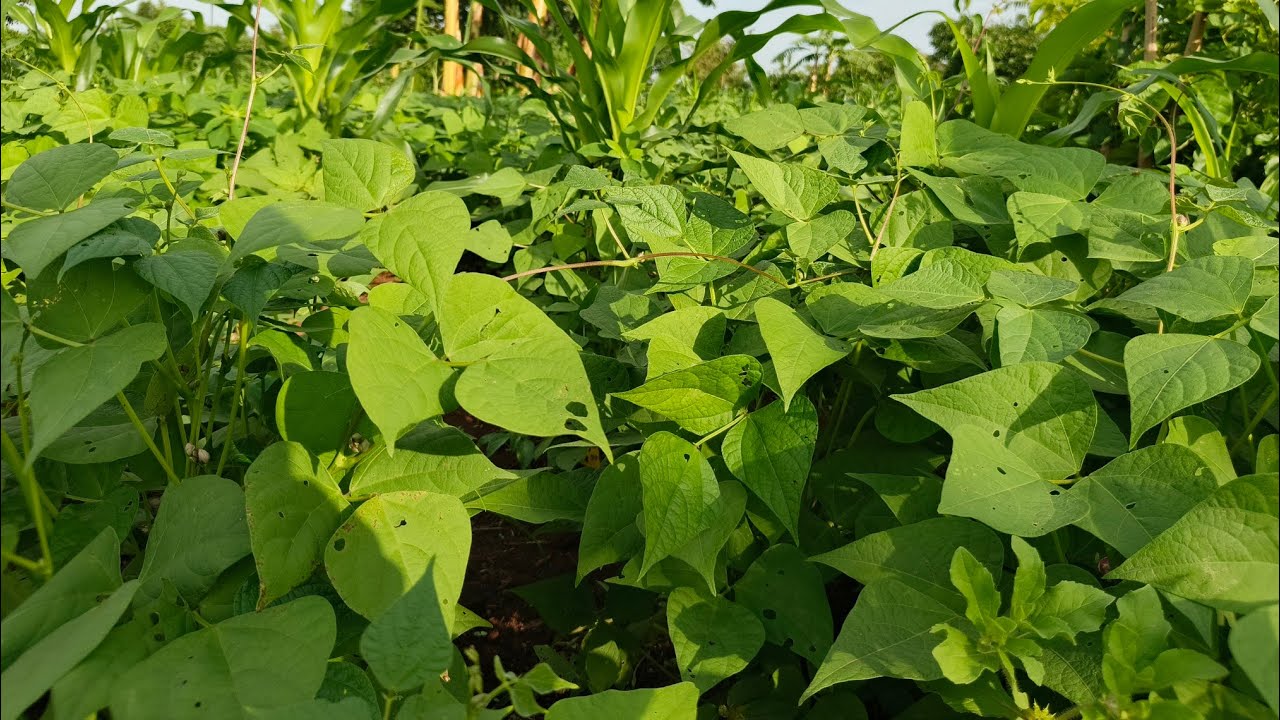 Progress and Update on Our 0.3 Acre Bean-Maize Inter Crop | Day 80