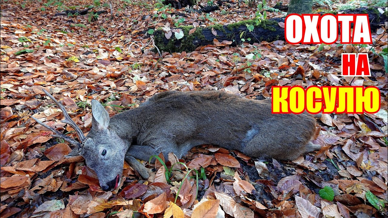 Охота на косулю