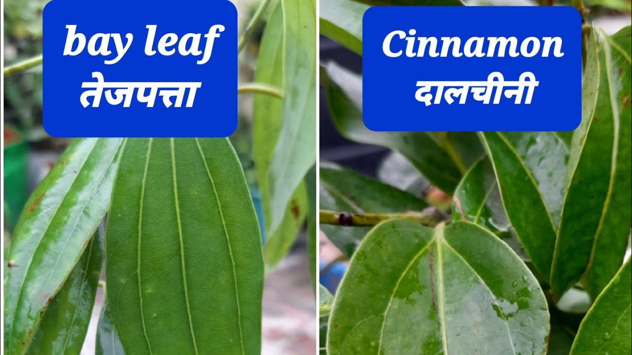 Difference between bay leaf and cinnamon plant.तेजपत्ता और दालचीनी के पौधे में अंतर।