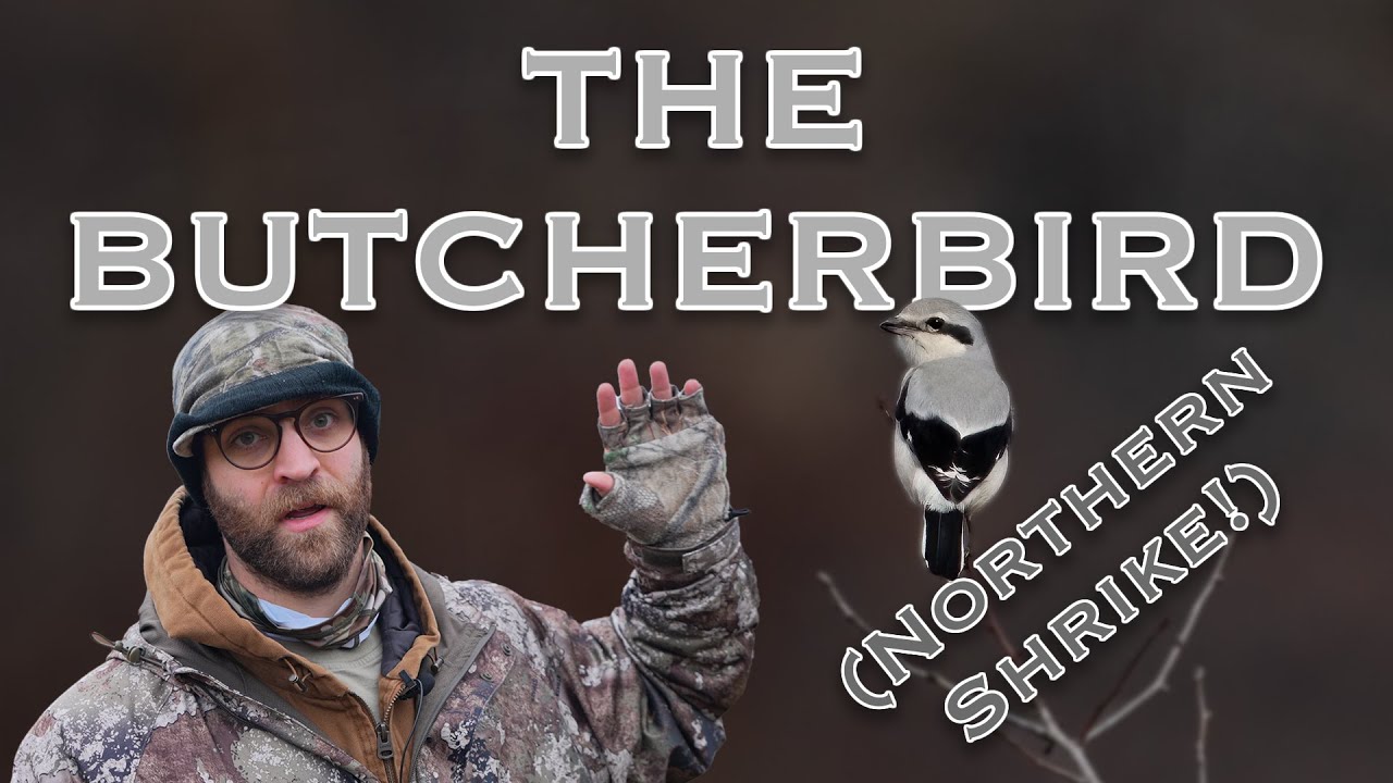 The Butcherbird (Northern Shrike) | BIRD PHOTOGRAPHY | Photography Tips and Facts |