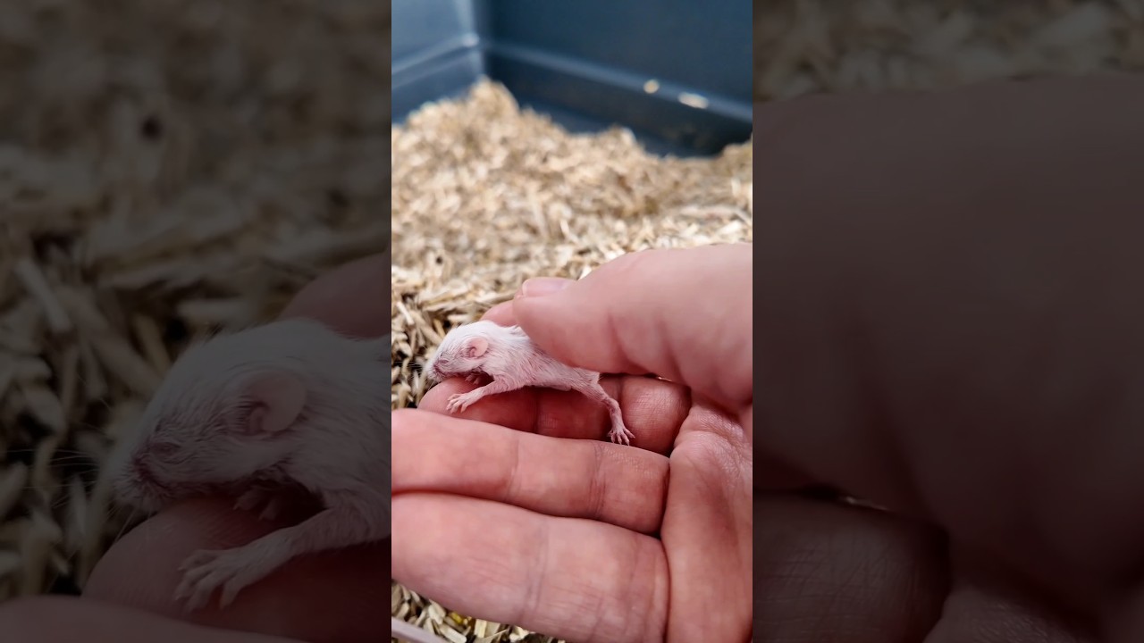 On était partis sur 2 souris, on se retrouve avec 9 🐁... 😭😅 
