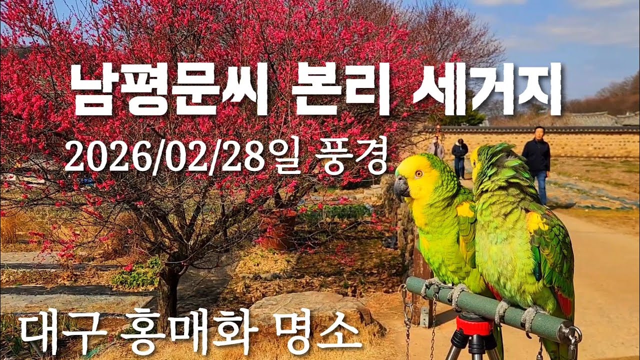남평문씨 본리 세거지#2026/02/28일풍경#대구 홍매화 명소#인흥마을#South korea 