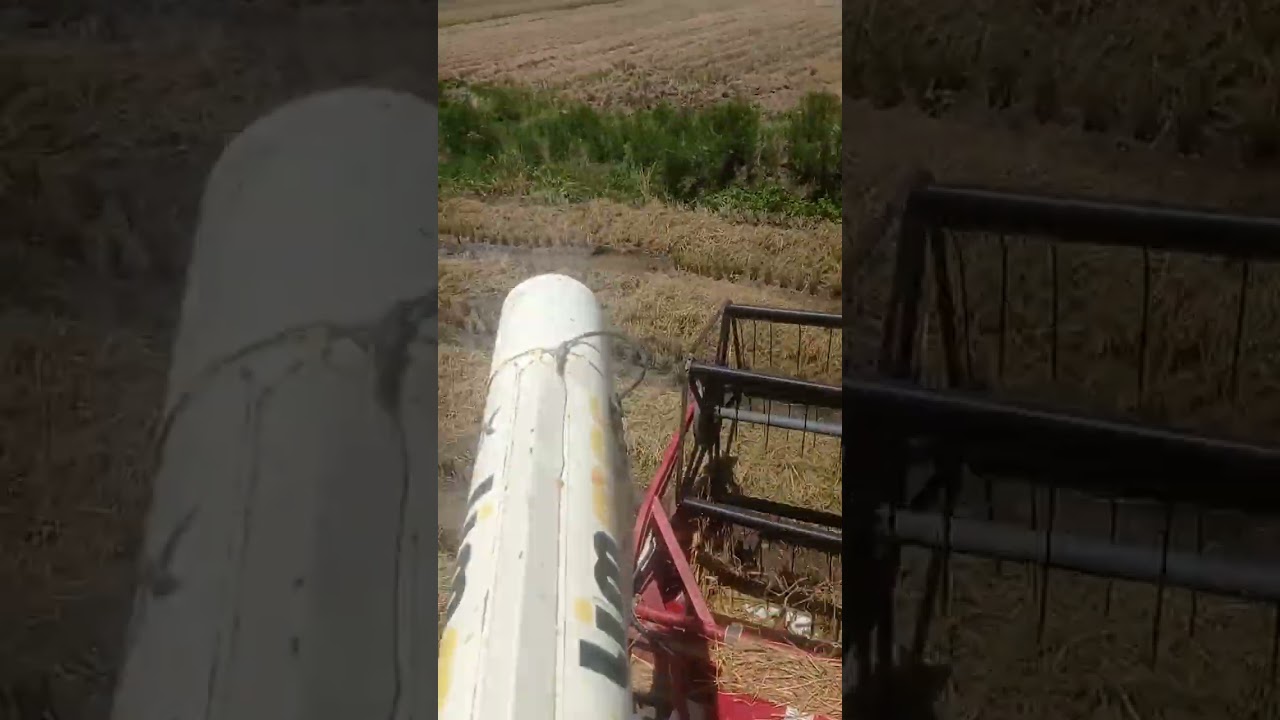 La vida en el campo siempre será una gran bendición temporada de cosecha de arroz en camana Perú 