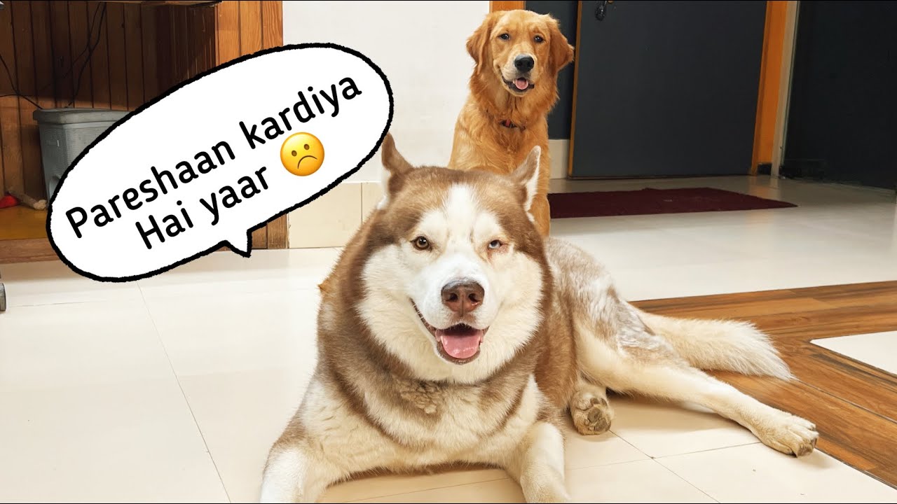 Ghost bohot pareshan ho gaya hai Max se 🤣😂 @THEHIMALAYANHUSKY