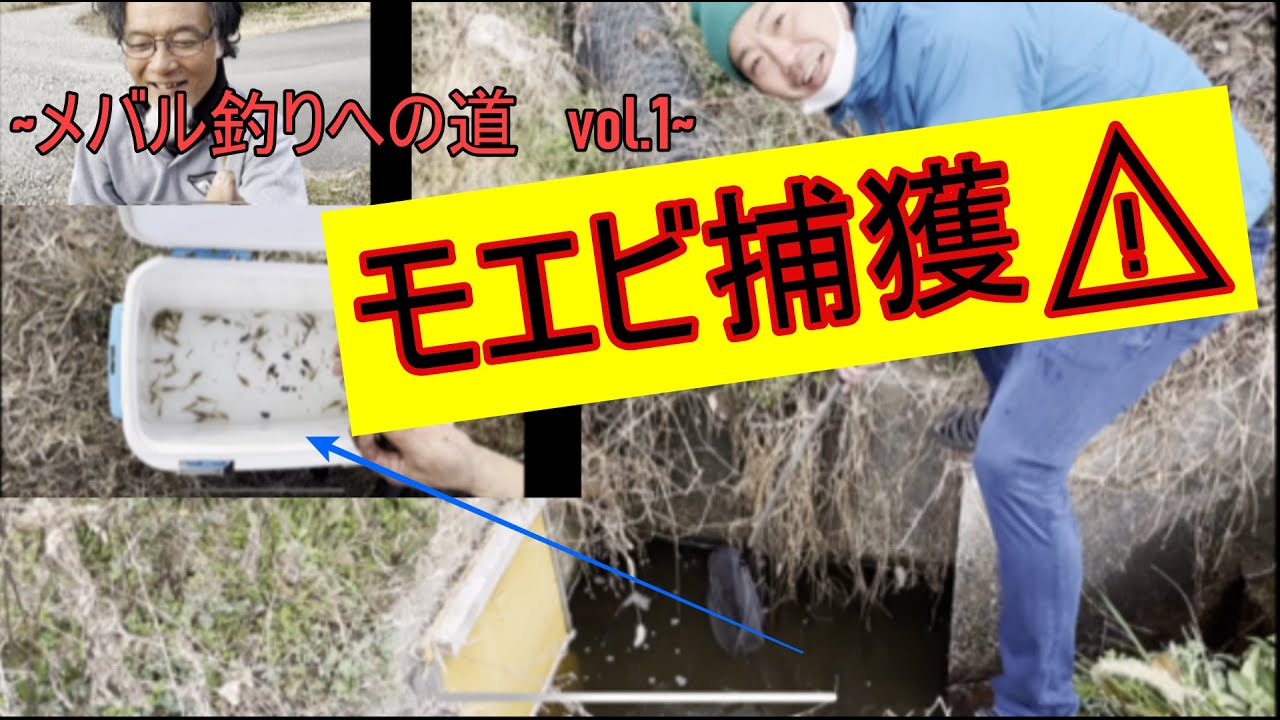 【モエビ(シラサエビ)取りに行ってみた♪】〜メバル釣りへvol.1〜#メバル＃モエビ#餌釣り＃シラサエビ#shrimp