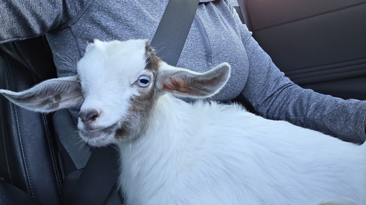We got a goat as a wedding gift. Follow along on YouTube. December 31,2026