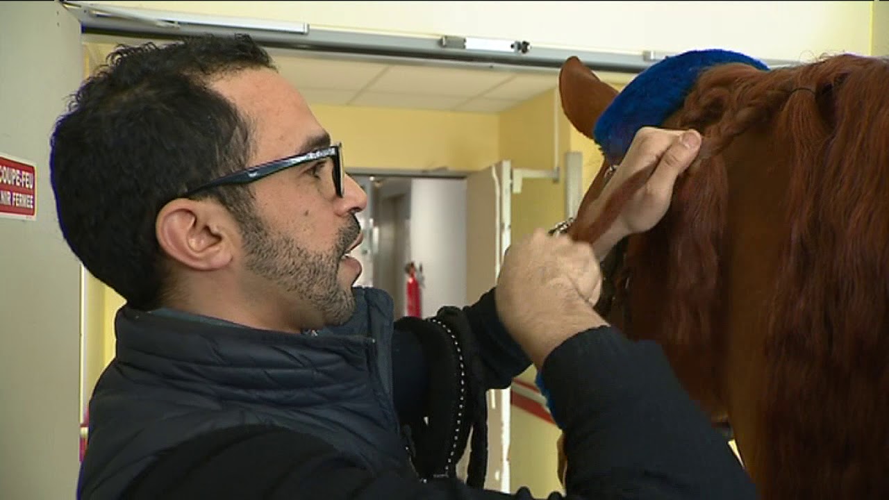 Santé : Un cheval à l’Ehpad de la Chartreuse à Dijon