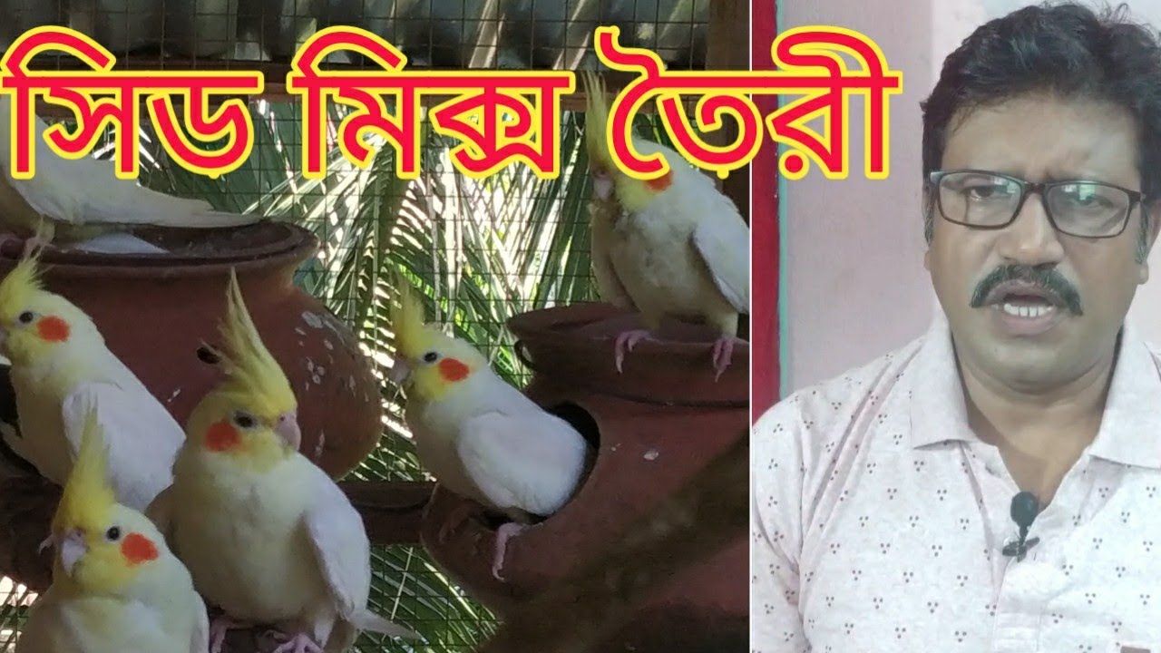 Seed mix for cockatiel || ককাটিয়েল এর সিড মিক্স || ককাটিয়েল পাখির দানা খাবার মিশ্রণ ||