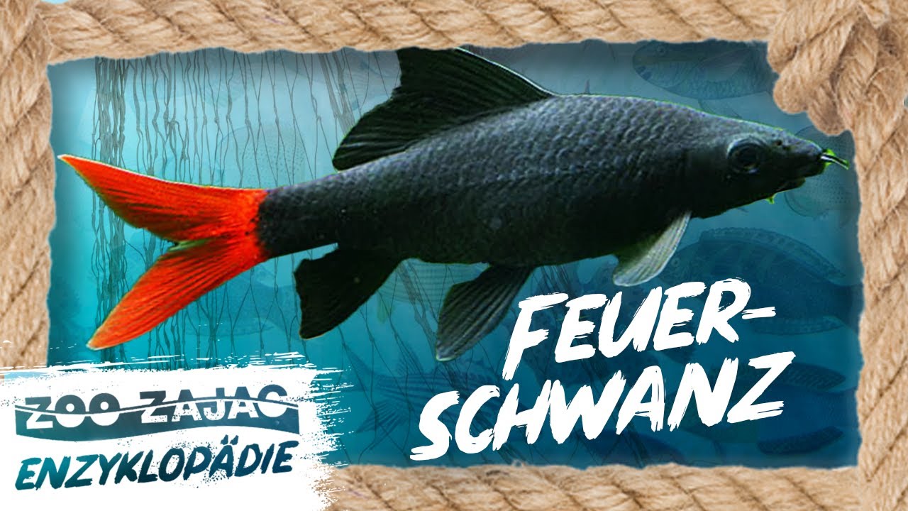 FEUERSCHWANZ | FISCHENZYKLOPÄDIE | ZOO ZAJAC