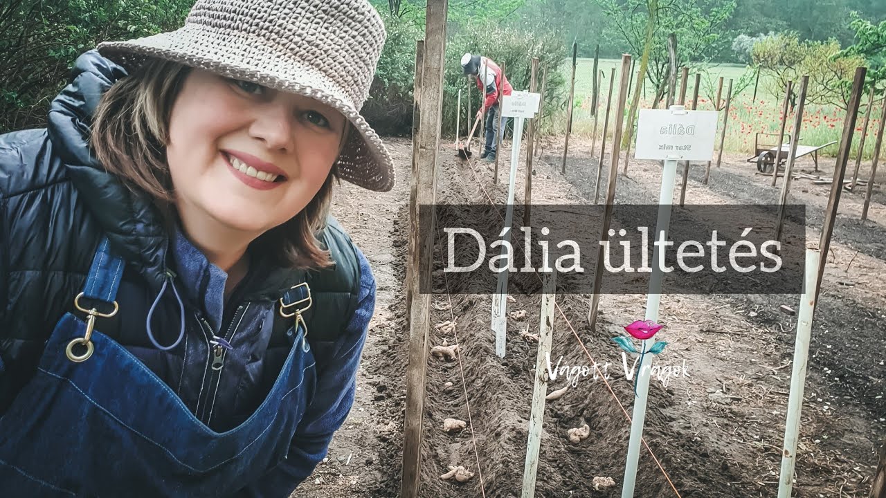 Dália ültetése lépésről-lépésre, ahogy én csinálom