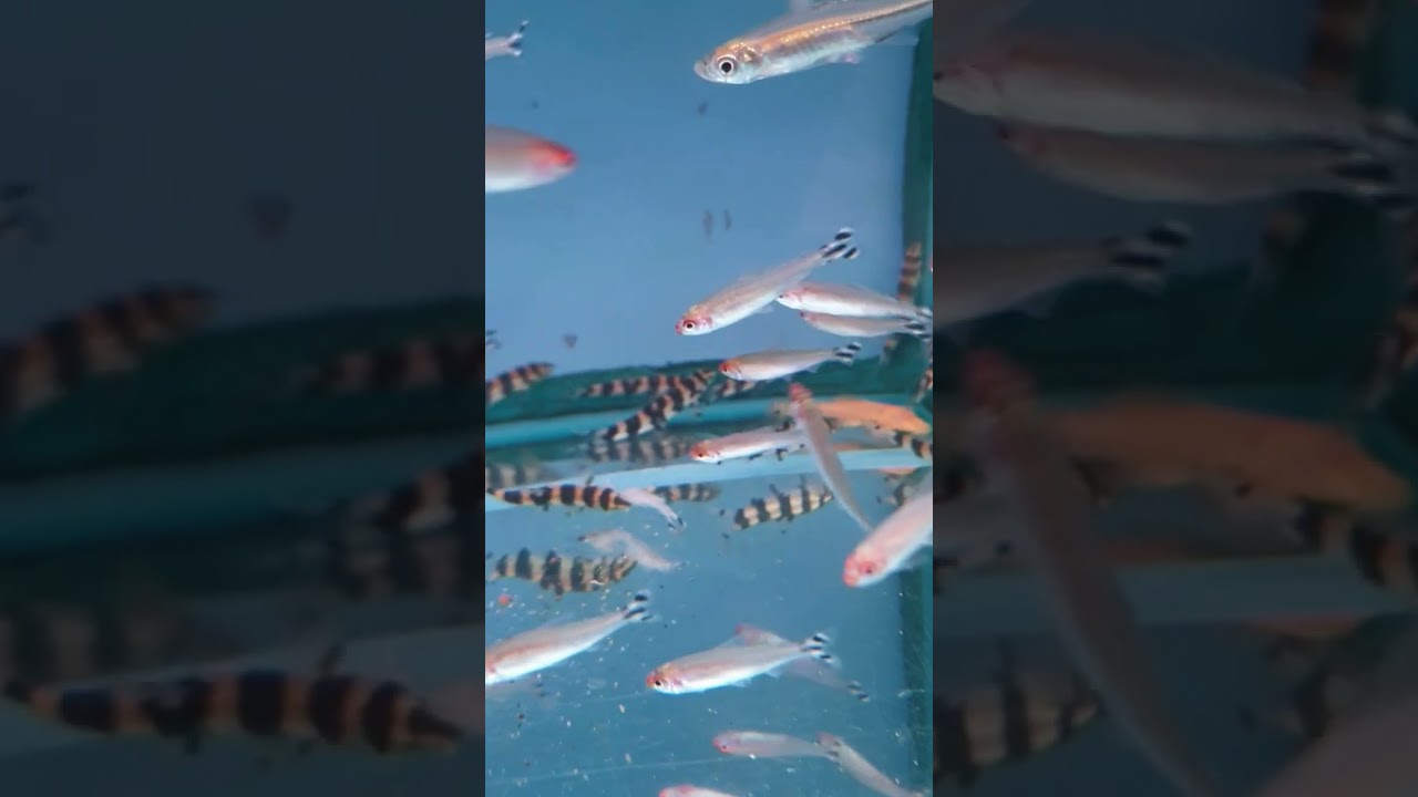 zebra loach #aquarium #fish #shorts #fyp